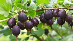 A vizinha perdeu a colheita de groselha por causa de um único erro — vamos analisar o que aconteceu para não repetirmos o mesmo erro