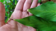 As folhas do spathiphyllum secam por uma razão — e eis onde está o erro