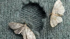 De onde é que, afinal, vêm as traças em casa?