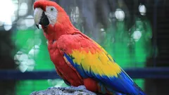 Notou que o papagaio está a perder penas? Eis o que isso significa